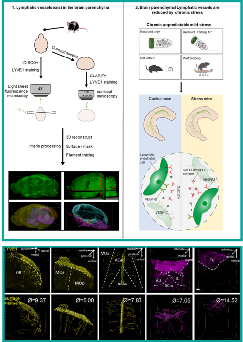 Lymphatic vessels are discovered deep in brain tissue
