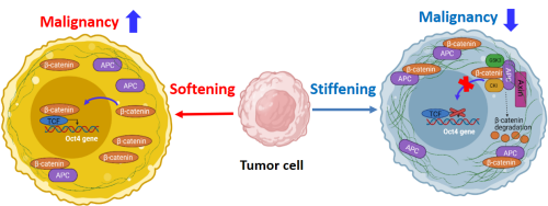 New Insights into the roles of cell mechanics in tumor malignancy