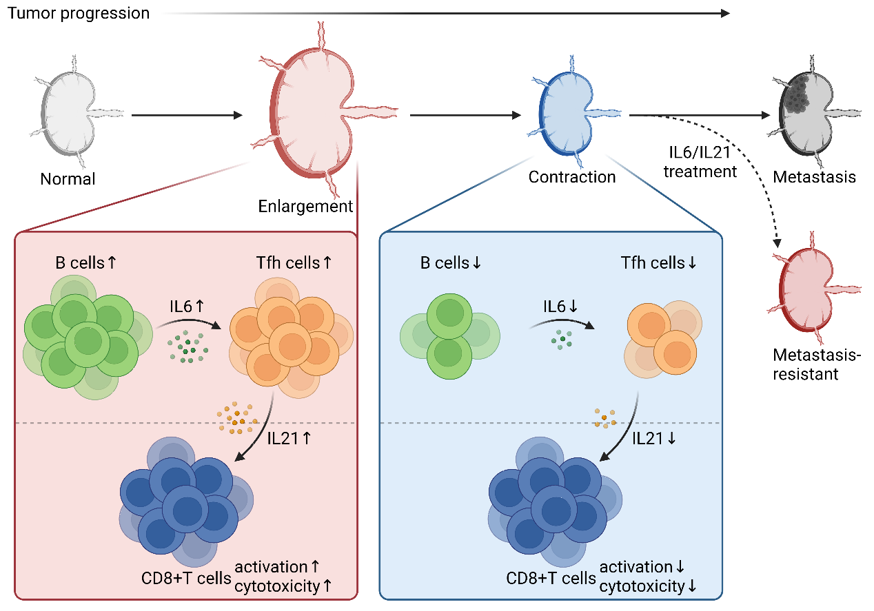 New therapeutic strategies raised to prevent and resist metastasis in ...