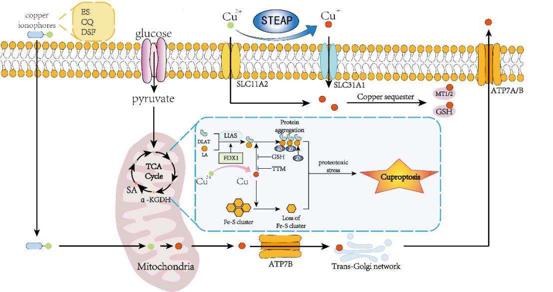 Research Review | Focusing on the dual role of cuproptosis in colitis ...