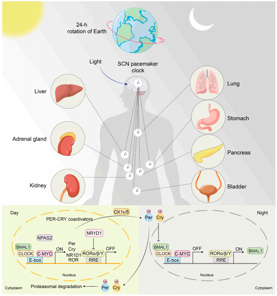 The Common Hallmarks and Interconnected Pathways of Aging, Circadian ...