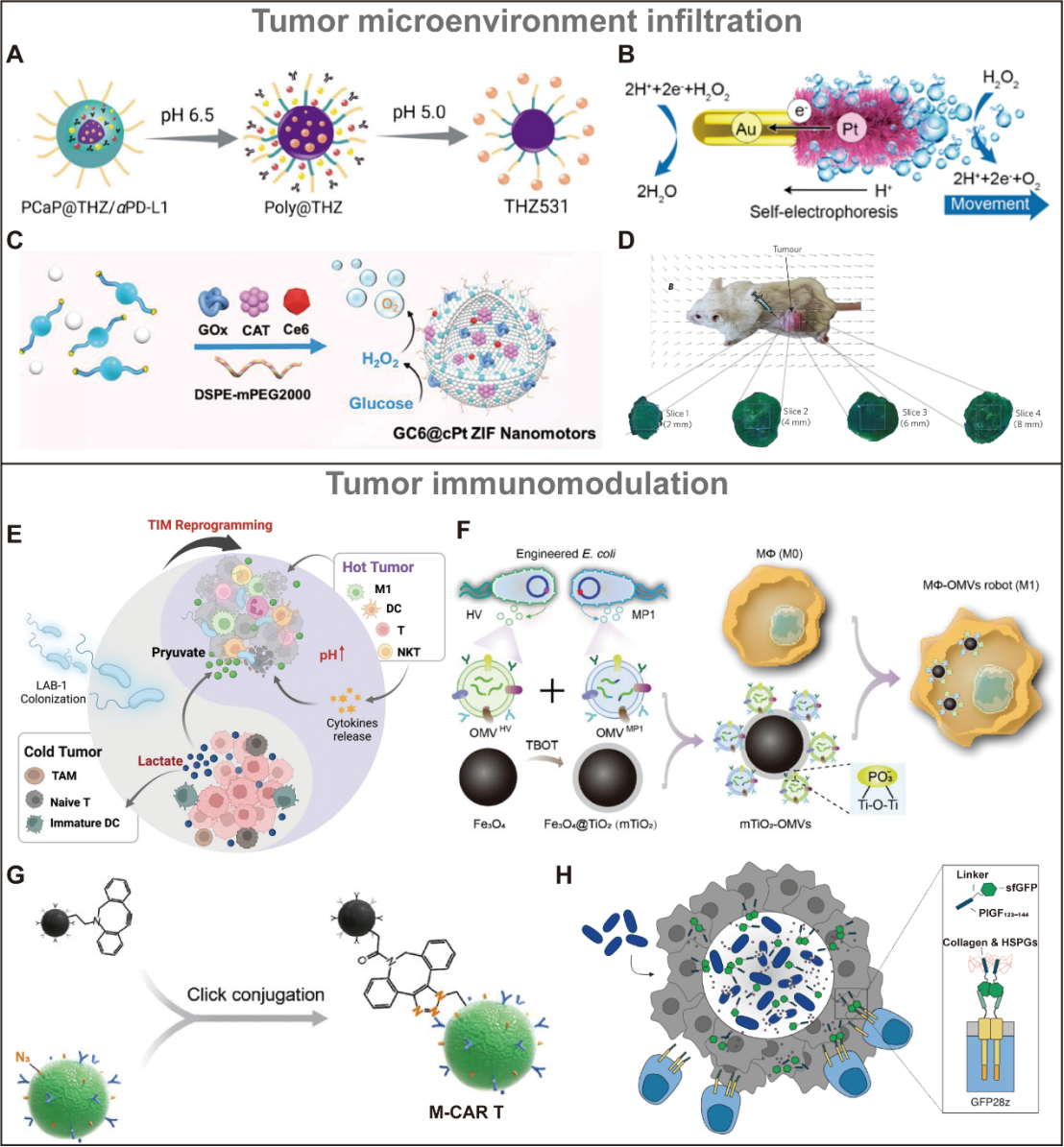 Microrobotic Swarms for Cancer Therapy