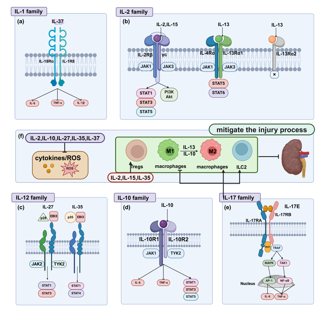 Mechanisms Underlying the Impact of Interleukin Family on Acute Kidney ...