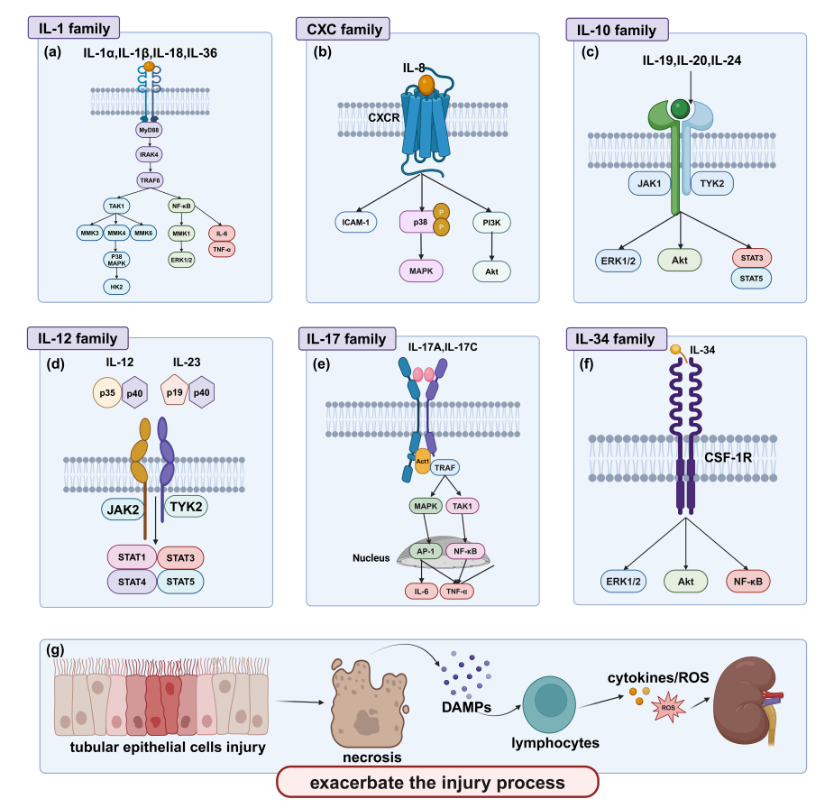 Mechanisms Underlying the Impact of Interleukin Family on Acute Kidney ...