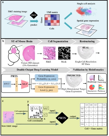 PRTS: Predicting Single-Cell Spatial Transcriptomics from Histological ...